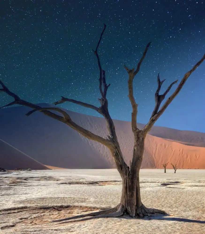 Tree in the desert